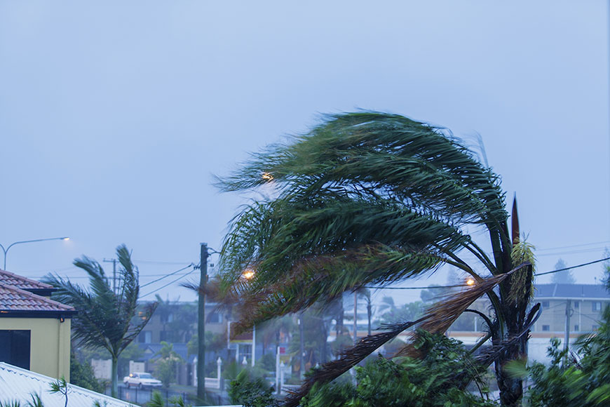 A palm tree caught in a storm that could knock out the power and be the reason why you need a backup generator installation in Palm Beach County